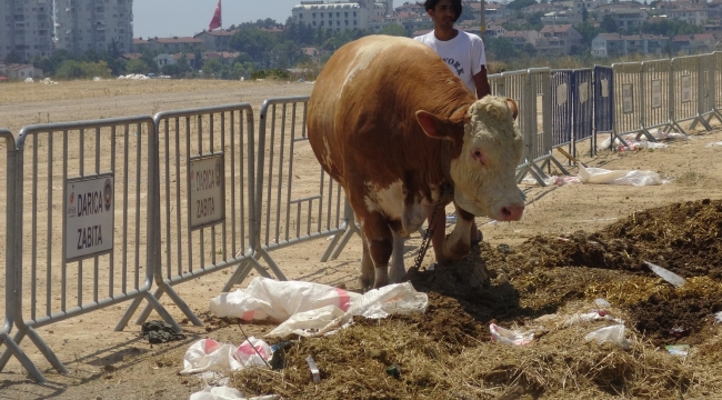 Bir ton ağırlığındaki boğa, Darıca'da alıcısını bekliyor!