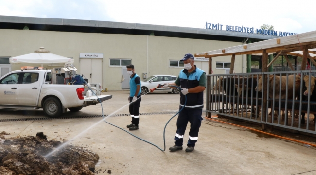 Kurban satış yerleri ilaçlanıyor