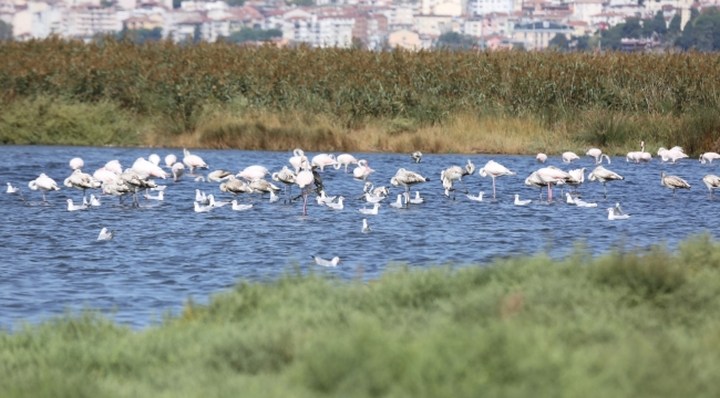 Göçmen kuşların tercihi İzmit Körfezi