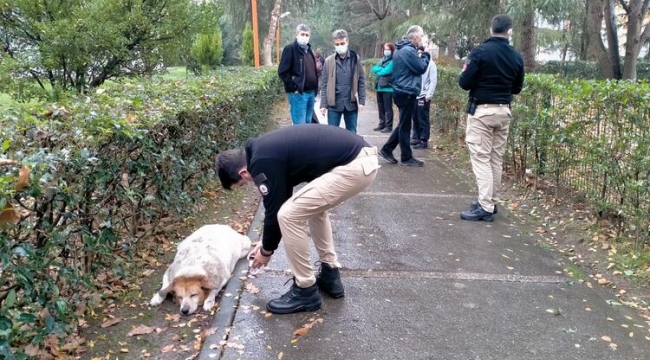 Köpek ölümleri için soruşturma başlatıldı