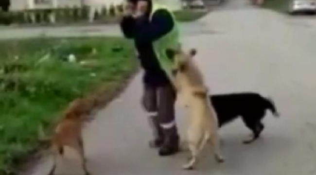 Darıca Belediyesi işçisinin köpeklerle oyunu yürekleri ısıttı