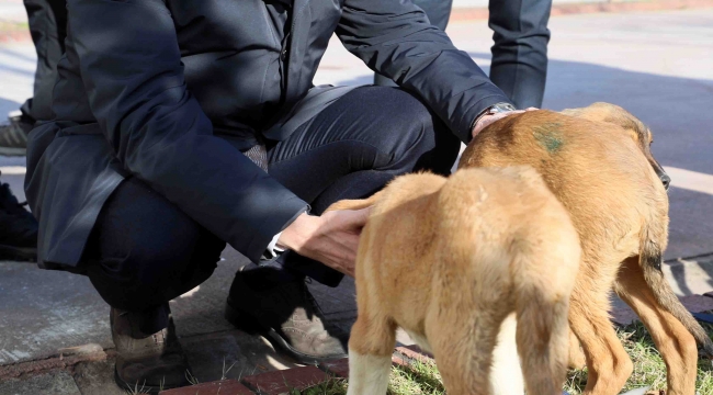 Kocaeli'de yetim kalan sokak hayvanları için de adım atılacak