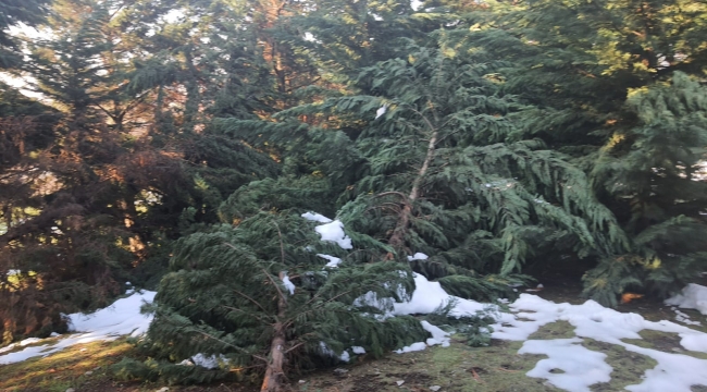 Kardan zarar gören ağaçlar budanıyor