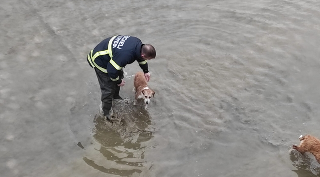 Kocaeli itfaiyesi köpekleri elleriyle kuruladı  