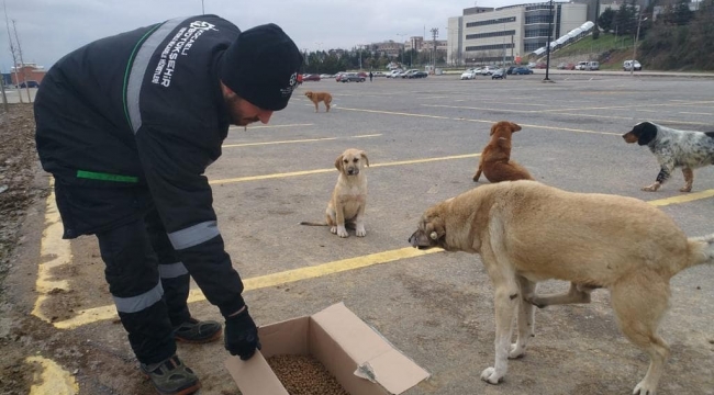 Sokak hayvanlarına kuru mama