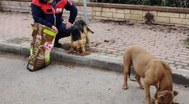 Sokak hayvanlarına mama desteği