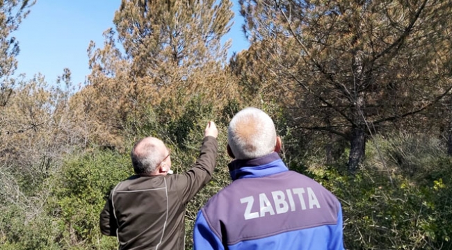 Ağaçların rengi değişti, fabrikalarda inceleme yapıldı