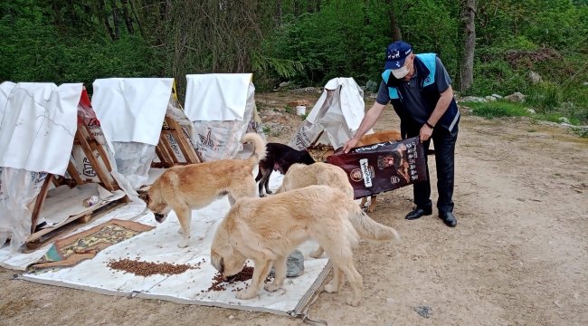 Kısıtlamada sokak hayvanları unutulmadı