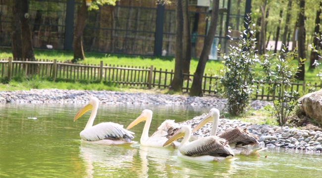 Ormanya'nın yeni sakinleri ''Pelikanlar'' oldu