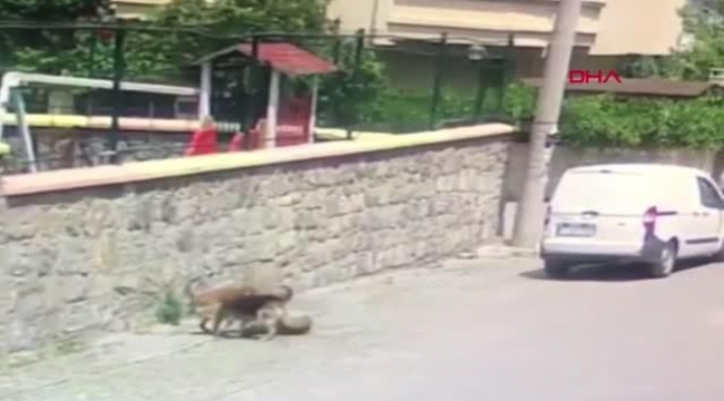 Uyuyan köpeği ezmişti