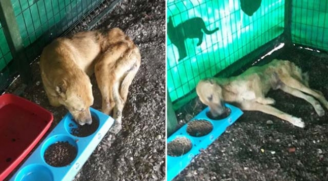 Uyutulacak köpek, 5 aylık bakımla sağlığına kavuştu