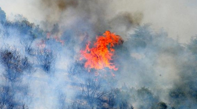 Kocaeli'de 30 dönüm ormanlık alan yandı