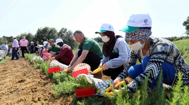 Kocaeli'de biberiye hasadı sürüyor