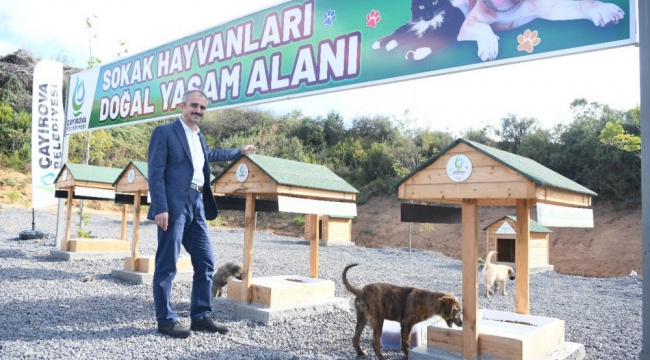 Çayırova'da Sokak hayvanlarına doğal yaşam alanı