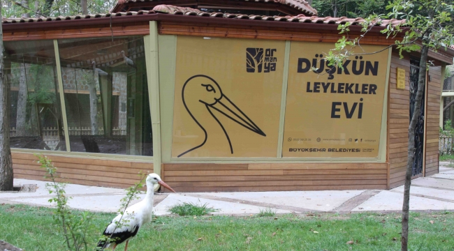 Düşkün Leylekler Evi, Ormanya'da