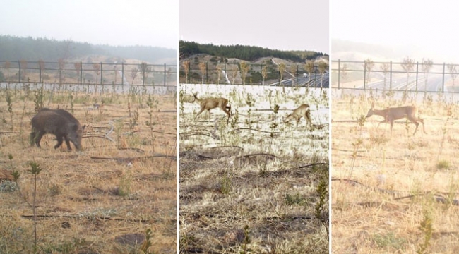 Ekolojik köprüleri kullanan yaban hayvanları, fotokapanlarda