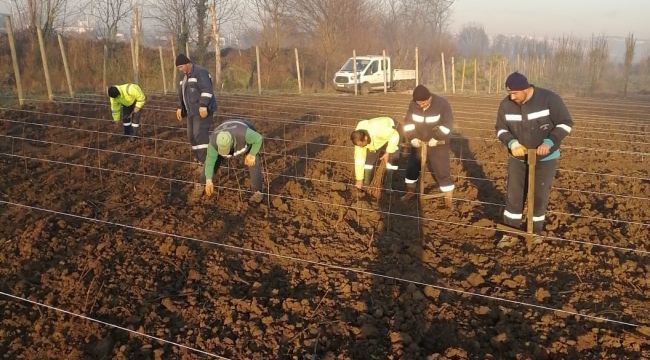 10 bin çınar fidan toprak ile buluştu