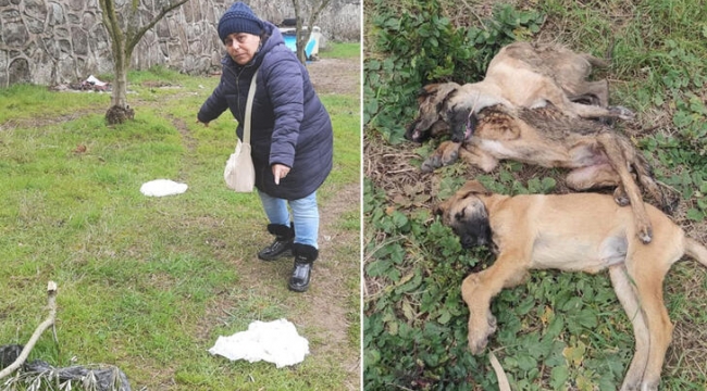 Tavuk yiyen 5 köpeğin ölümüne soruşturma