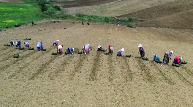 Kooperatif ve birliklere hibe desteği başvuruları 22 Nisan'da sona eriyor