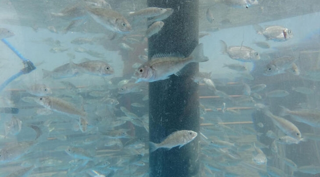 İzmit Körfezi'ne 6 bin balık daha bırakıldı