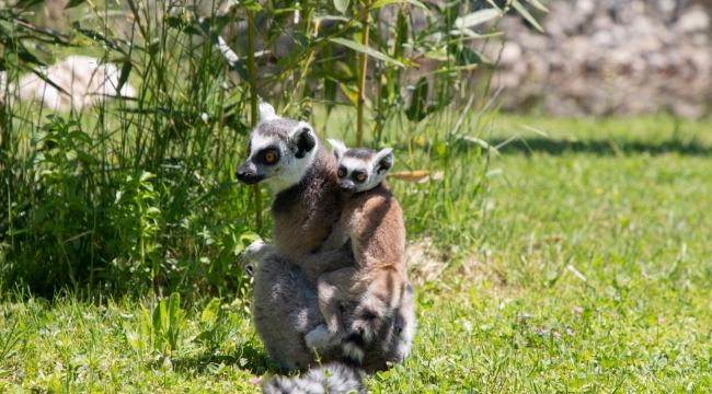 Yavru lemur, Ormanya ailesine katıldı