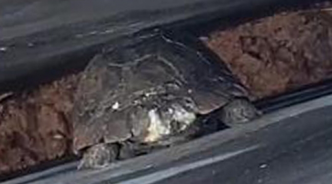 Duvarların arasına düşen kaplumbağa kurtarıldı