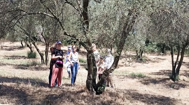 GTÜ Kampüsü'ndeki Zeytin Ağaçları proje kapsamında rehabilite ediliyor