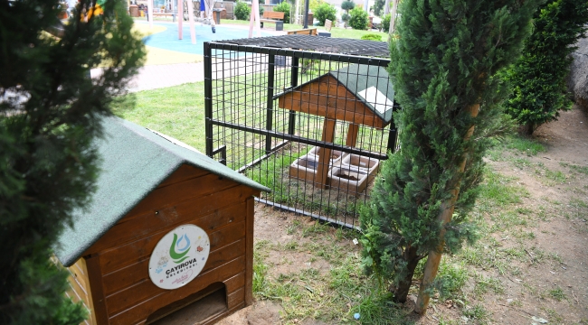 Kafesli 'Kedi Evi'nde pilot uygulama