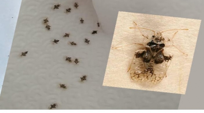 Meşe dantel böceği, insanlar için bir hastalık taşımıyor
