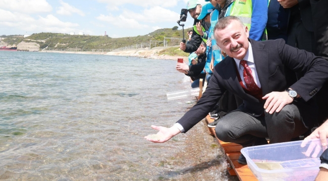 Tavşancıl sahilinden 6 bin yavru balık İzmit Körfezi'ne salındı