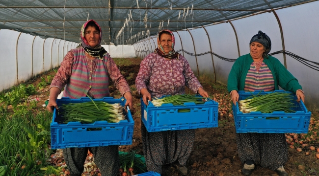 Büyükşehir’den kooperatiflere yüzde 75 hibeli tarım desteği