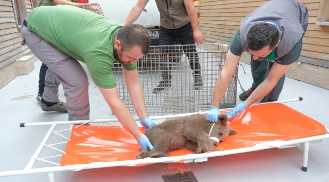 Yaralı boz ayı Ormanya'da yaşama tutundu
