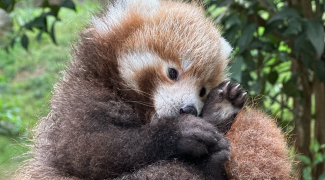 Darıca'daki Kızıl Panda ailesi büyüyor
