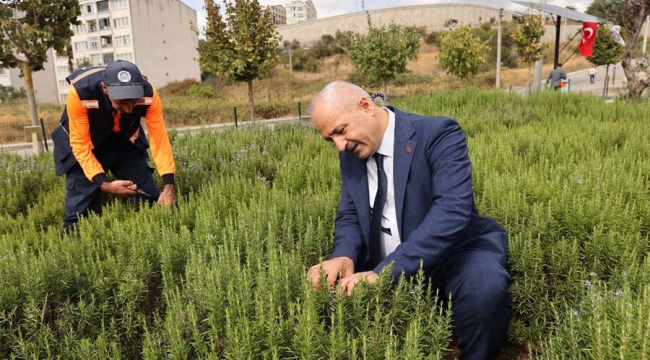 Başkan Büyükgöz'den "Şifa Kapısında" Bitki hasadı