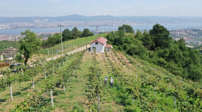 Büyükşehir'den yüzde 50 hibeli meyve fidanı