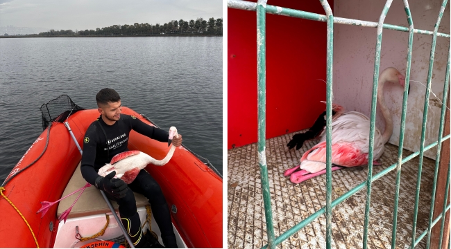 Kocaeli İtfaiyesi yaralı Flamingoyu kurtardı