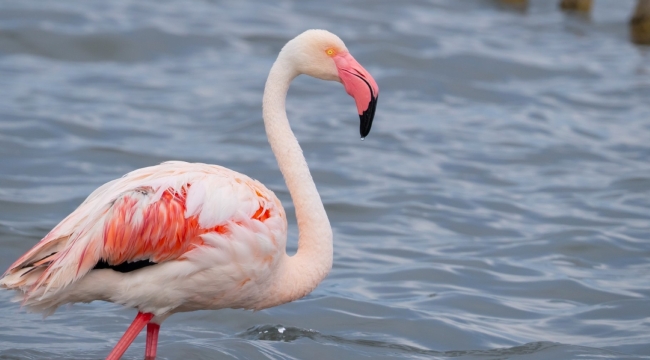 İzmit Körfezi'nde 351 flamingo kanat çırpıyor