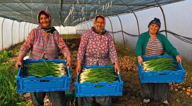 Büyükşehir'den yüzde 50 hibeli modern sera desteği