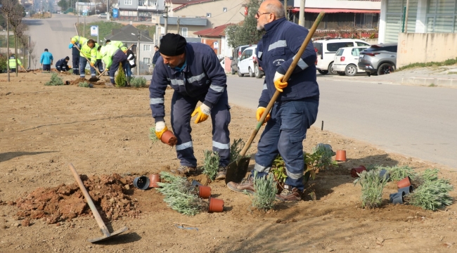 Büyükşehir, refüjleri ağaçlandırıyor