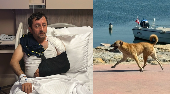 Darıca'da başıboş sokak köpeği dehşeti: Omzu kırıldı, ameliyat oldu!