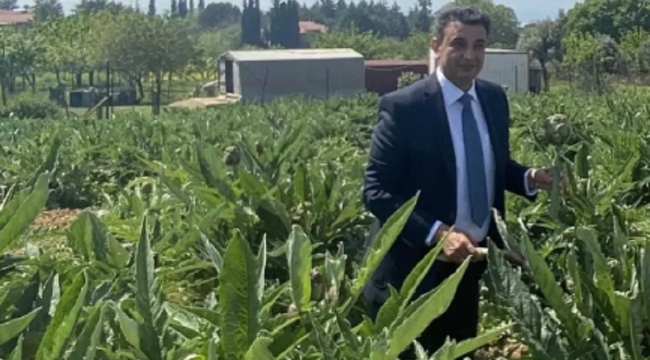 Darıca Enginar'ı, Coğrafi İşaret alıyor