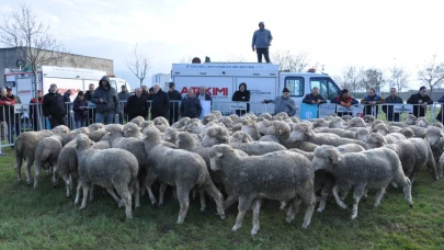 Büyükşehir’den üreticilere damızlık koç desteği