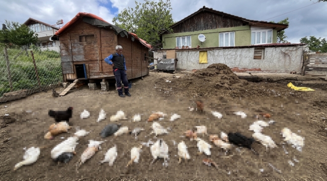 Başıboş köpekler, bahçedeki tavuk ve ördekleri öldürdü