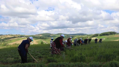 Tıbbi ve aromatik bitkilerin bahar temizliği yapılıyor