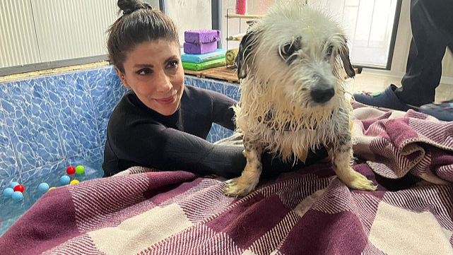 Felç kalınca terk edilen köpek 'Kırpık'a yuva aranıyor