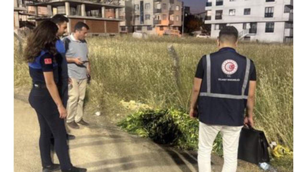 Darıca’da boş araziye salatalık döken kişiye 17 milyon TL'ye varan ceza verilecek