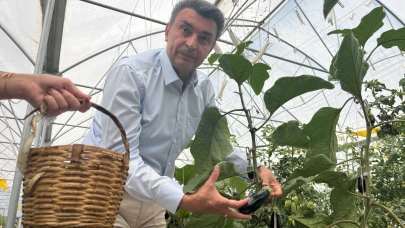 Darıca’daki ‘Topraksız Tarım’da yüzler gülüyor