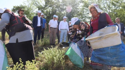 Kocaeli’de kekik hasadı başladı