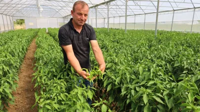 Modern seralarda hasat bereketi