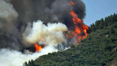 Kocaeli'de orman yangını
